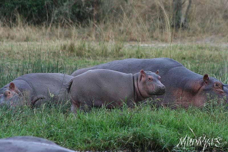Mud Maps Africa Murchison Falls NP 2638